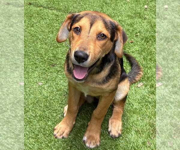 Medium Photo #1 Beagle-Unknown Mix Puppy For Sale in Lakewood, CO, USA
