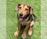Small Beagle Mix