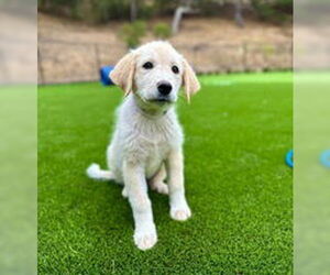 Great Pyrenees Dogs for adoption in Salinas, CA, USA