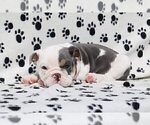 Small Photo #4 Bulldog Puppy For Sale in BOSTON, MA, USA