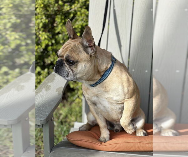 Medium Photo #3 French Bulldog Puppy For Sale in San Diego, CA, USA