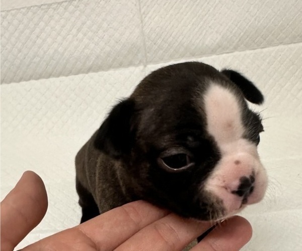 Medium Photo #1 Boston Terrier Puppy For Sale in JACKSONVILLE, NC, USA