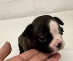 Puppy Puppy 6 Boston Terrier