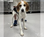 Small #1 Mutt