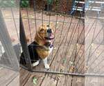 Small #1 Beagle