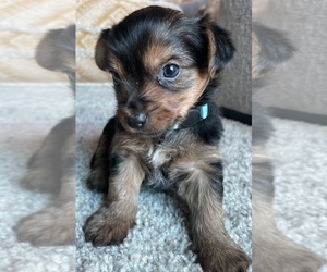 Yorkshire Terrier Puppy for Sale in RENO, Nevada USA