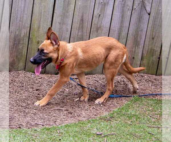 Medium Photo #11 Mutt Puppy For Sale in Kennesaw, GA, USA