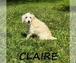 Small #1 Schnoodle (Miniature)