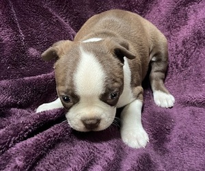 Medium Boston Terrier