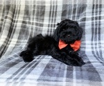 Small #5 ShihPoo