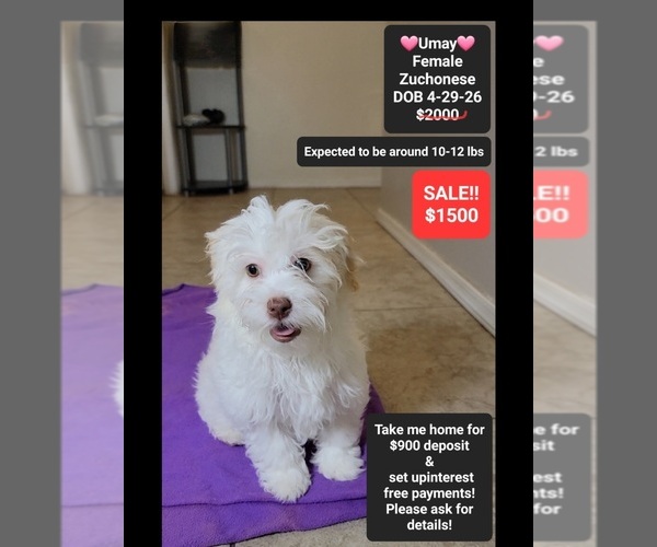 Medium Photo #1 Havanese-Zuchon Mix Puppy For Sale in TUCSON, AZ, USA