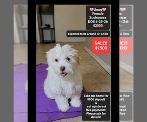 Havanese-Zuchon Mix Puppy for sale in TUCSON, AZ, USA