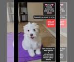 Small Havanese-Zuchon Mix