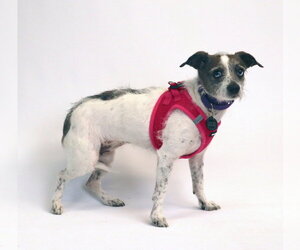 Marble - Female Chihuahua-Parson Russell Terrier Mix Dog for Adoption - Photo #2