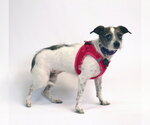 Small Photo #2 Chihuahua-Parson Russell Terrier Mix Puppy For Sale in Princeton, MN, USA