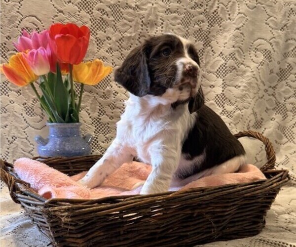 Medium Photo #2 English Springer Spaniel Puppy For Sale in OWEN, WI, USA