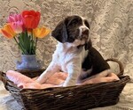 Small #1 English Springer Spaniel
