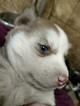 Small Photo #6 Siberian Husky Puppy For Sale in ELLENDALE, MN, USA