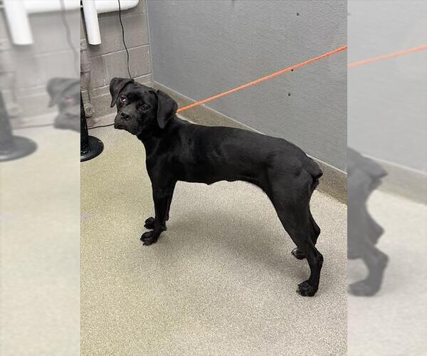 Medium Photo #1 Boxer-Unknown Mix Puppy For Sale in Las Vegas, NV, USA