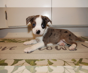 Boston Terrier-Miniature Australian Shepherd Mix Puppy for Sale in HENDERSON, Nebraska USA