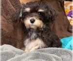 Small Photo #15 Yo-Chon Puppy For Sale in HAMPTON, VA, USA
