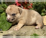Small Photo #26 Bullhuahua-Chihuahua Mix Puppy For Sale in RAWSONVILLE, MI, USA