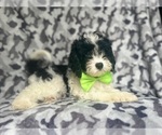 Small #6 Cavapoo