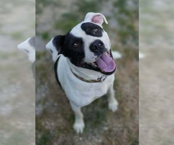 Medium Photo #4  Puppy For Sale in , 