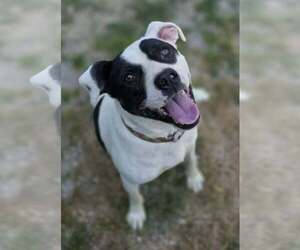 Mutt Dogs for adoption in Woodsfield, OH, USA