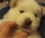 Small Photo #1 Pomsky Puppy For Sale in BARNSTEAD, NH, USA