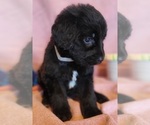Small Photo #28 Bernedoodle Puppy For Sale in COOLIDGE, AZ, USA