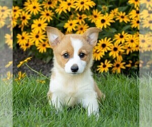 Pembroke Welsh Corgi Puppy for sale in HONEY BROOK, PA, USA