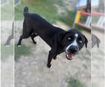 Small #1 Labrador Retriever Mix