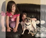 Small #4 Jack Russell Terrier-Spaniel Mix