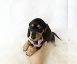 Small #2 Dachshund