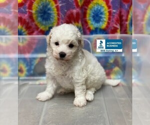 Maltese-Poodle (Toy) Mix Puppy for sale in WINNSBORO, LA, USA