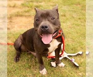 American Pit Bull Terrier Dogs for adoption in Louisville, KY, USA