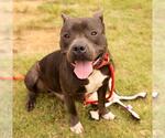 Small American Pit Bull Terrier