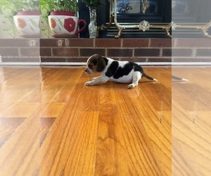 Beagle Litter for sale in WOODBRIDGE, VA, USA