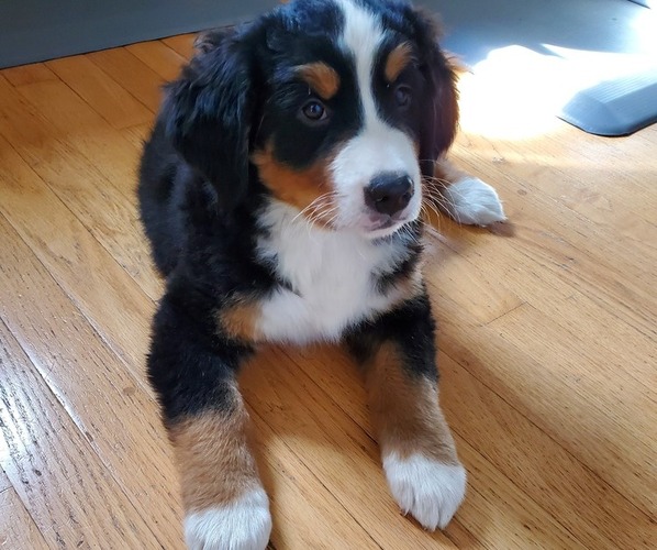Medium Photo #9 Bernese Mountain Dog Puppy For Sale in LEETONIA, OH, USA