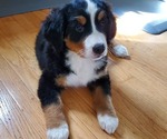 Small Photo #9 Bernese Mountain Dog Puppy For Sale in LEETONIA, OH, USA