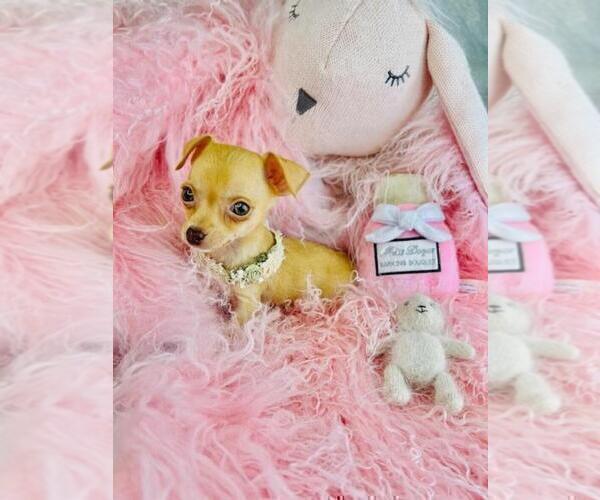 Medium Photo #4 Chihuahua Puppy For Sale in PEMBROKE PINES, FL, USA