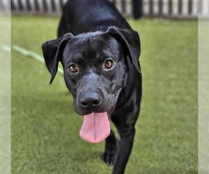 Labrador Retriever-Unknown Mix Dogs for adoption in Waco, TX, USA