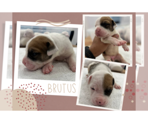 American Bulldog Puppy for Sale in MIAMI, Florida USA