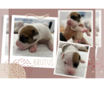 Image preview for Ad Listing. Nickname: Brutus