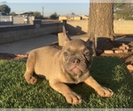 Small #7 French Bulldog