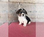 Litter of 2 - Male(s) and Female(s) Pembroke Welsh CorgiLitter of Puppies for Sale - Photo #11