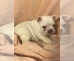 Small Photo #4 French Bulldog Puppy For Sale in PHOENIX, AZ, USA