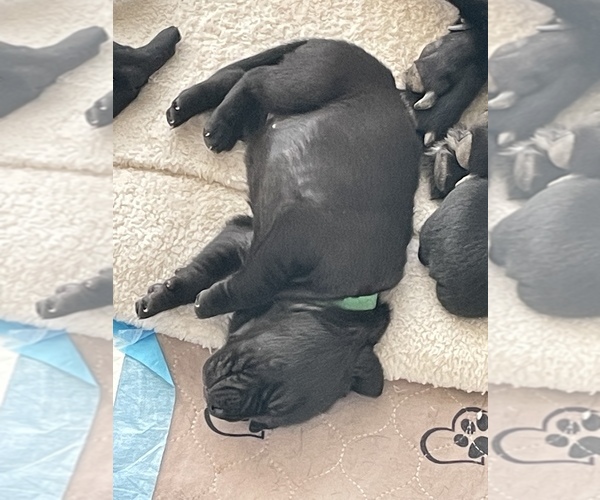 Medium Photo #13 Labrador Retriever Puppy For Sale in SMITHFIELD, RI, USA
