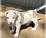 Small #1 Australian Shepherd-Great Dane Mix